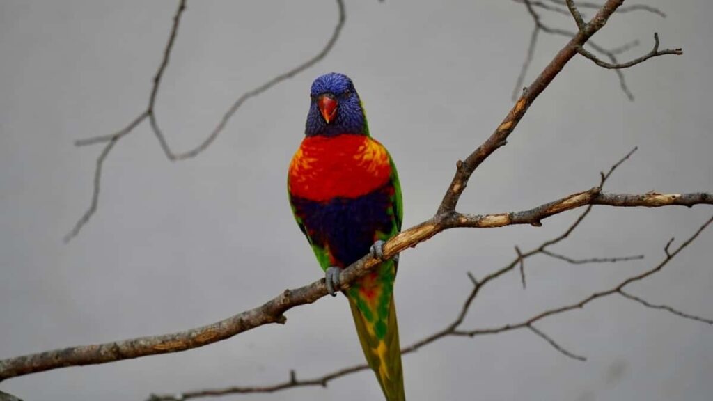 Cómo influencers de Twitter en Peru colaboran con marcas de Sudáfrica