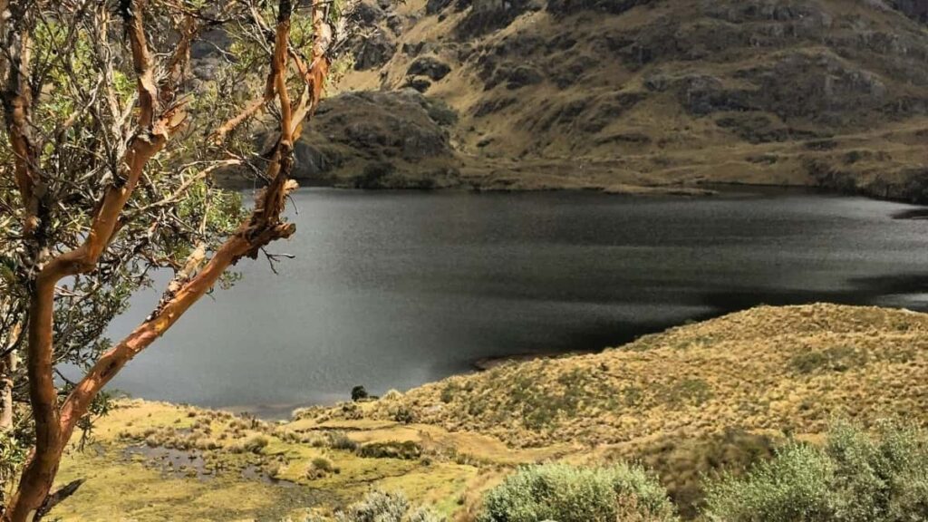 Cómo los Influencers de LinkedIn en Peru Colaboran con Marcas de México