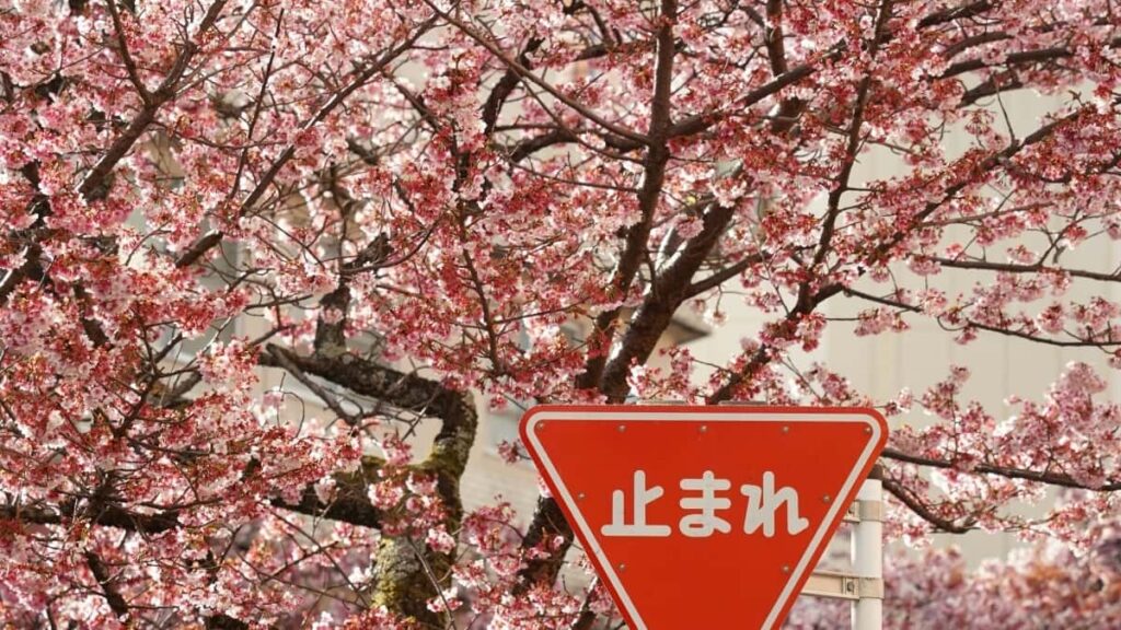 Top 10 Pinterest Influencers Que Debes Conocer en China