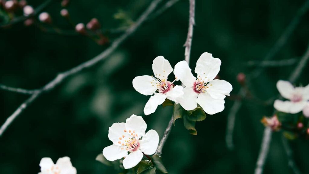 Guia practica para marcas peruanas: como localizar y colaborar con creadores de Spotify en Uzbekistan para impulsar ventas en tu tienda online.