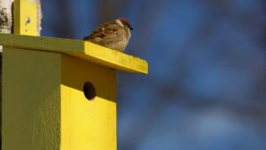 Guia practica para marcas en Peru que buscan creadores Montenegro en Josh para lanzar drops limitados: canales, criterios, negociacion y riesgos.