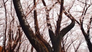 Guia practica para creadores en Peru que quieren negociar acuerdos flat-fee con marcas panamenas visibles en Hulu: estrategia, contactos y tacticas.